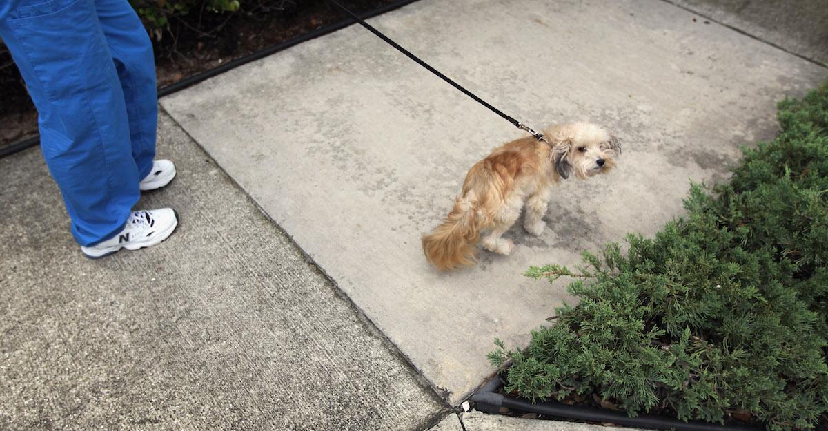 Why Do Dogs Eat Poop? Here's How to Curb the Nauseating Behavior