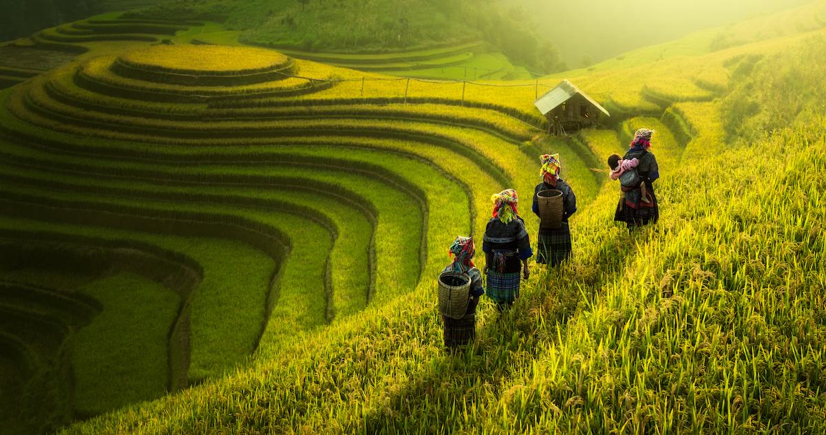 Four people with baskets terrace farming.