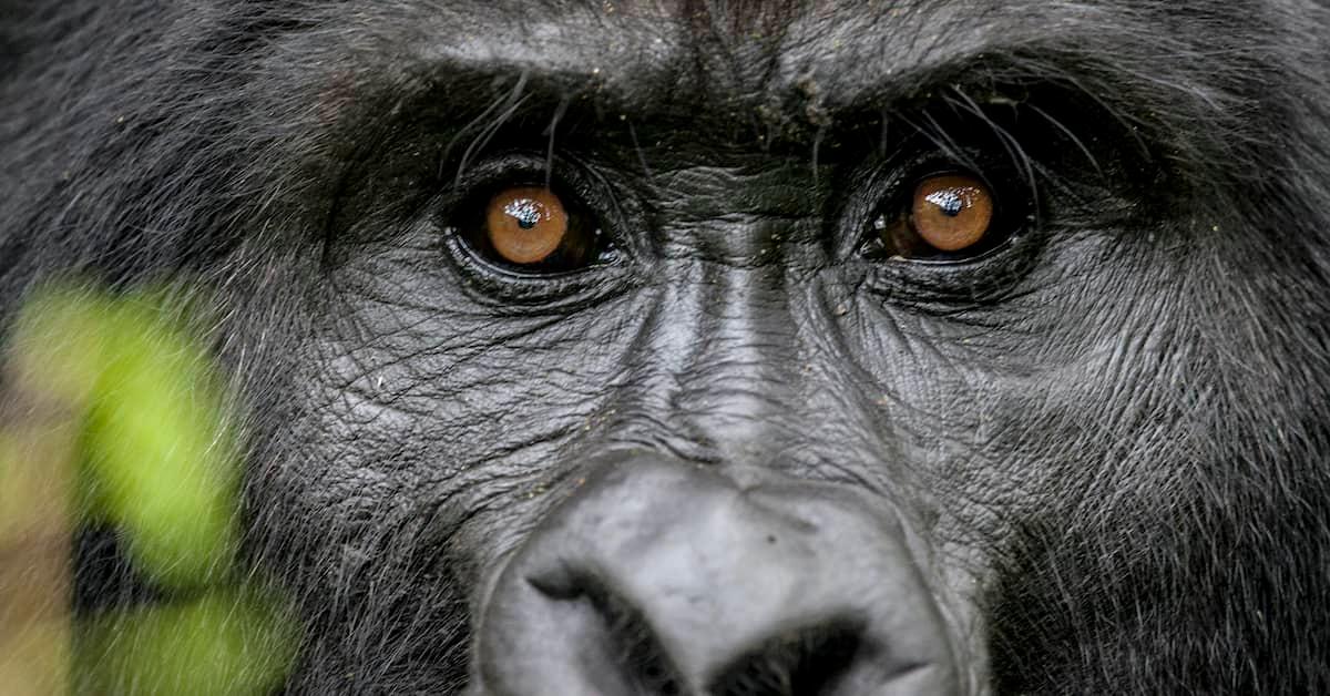 Closeup of mountain gorilla face: eyes and nose