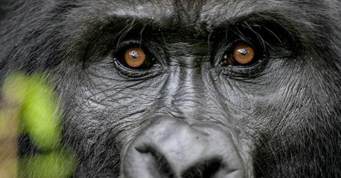 Closeup of mountain gorilla face: eyes and nose