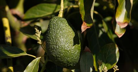 Environmental impact of avocados