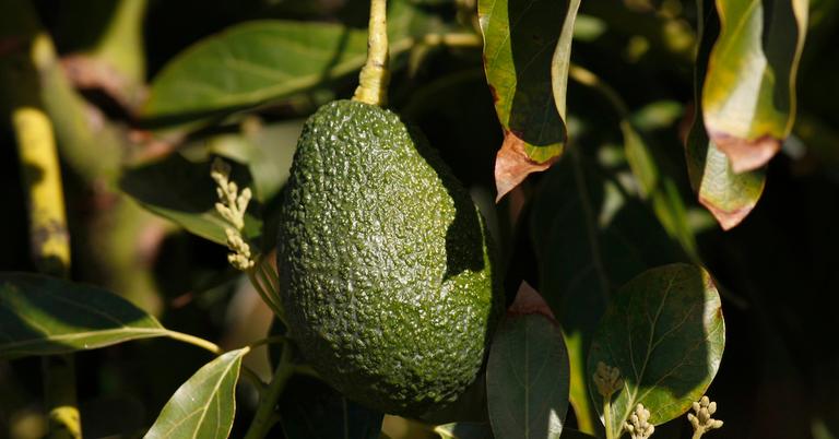 The Surprising Environmental Impact of Avocados