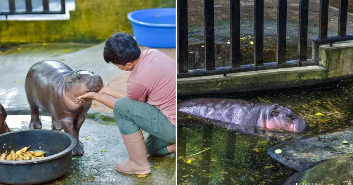 (L) A Khao Kheow Open Zoo employee looking after Moo Deng; (R) The viral hippo seen in dirty waters. (Image Source: Instagram | (L) @khamoo.andthegang | (R) @aaron_gekoski)