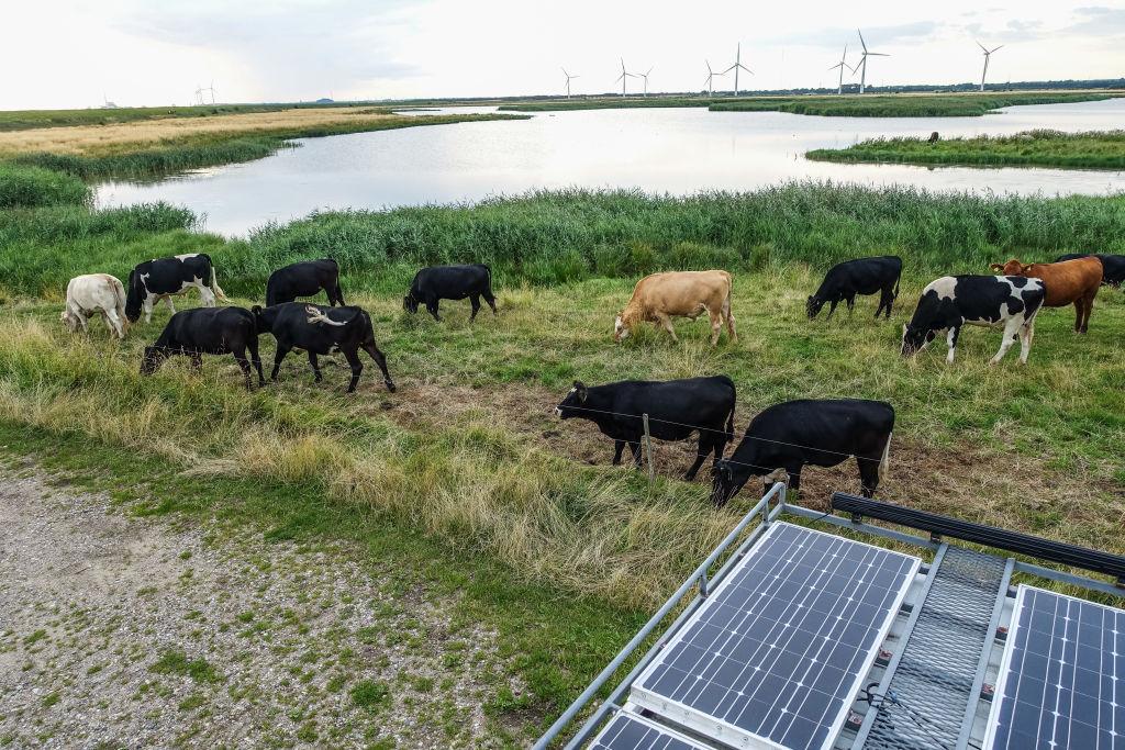 Dairy-producing cows of various colors gather together in a pasture