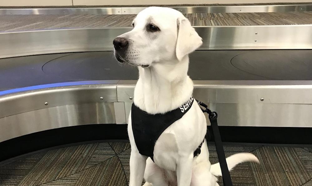 A Labrador Retriever wearing a service dog harness at an airport's baggage claim. 