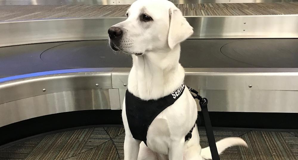 What Airlines Allow Small Dogs in the Cabin? What to Know