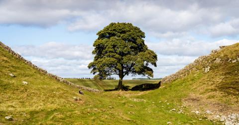 A tree stands alone in a giant gap