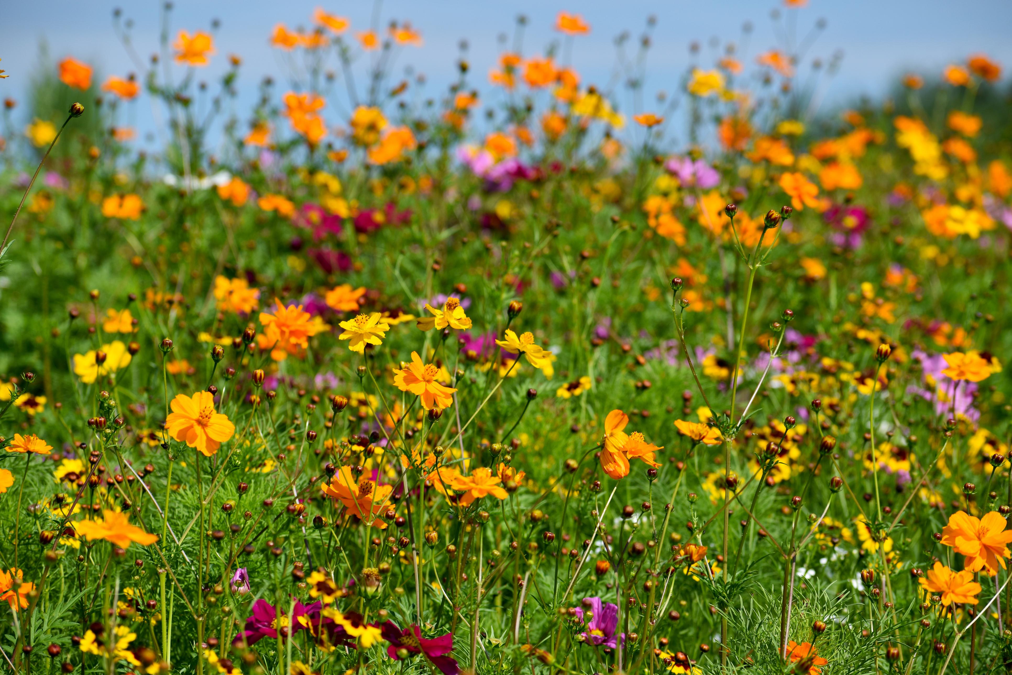 wildflowers