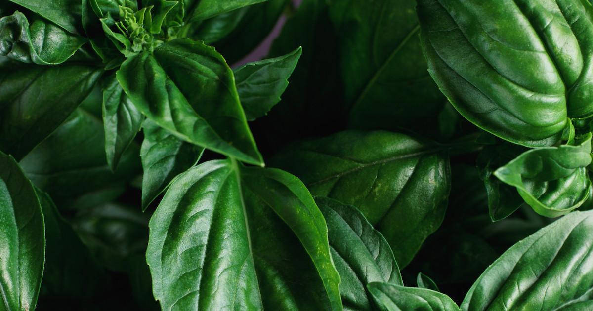 Basil leaves