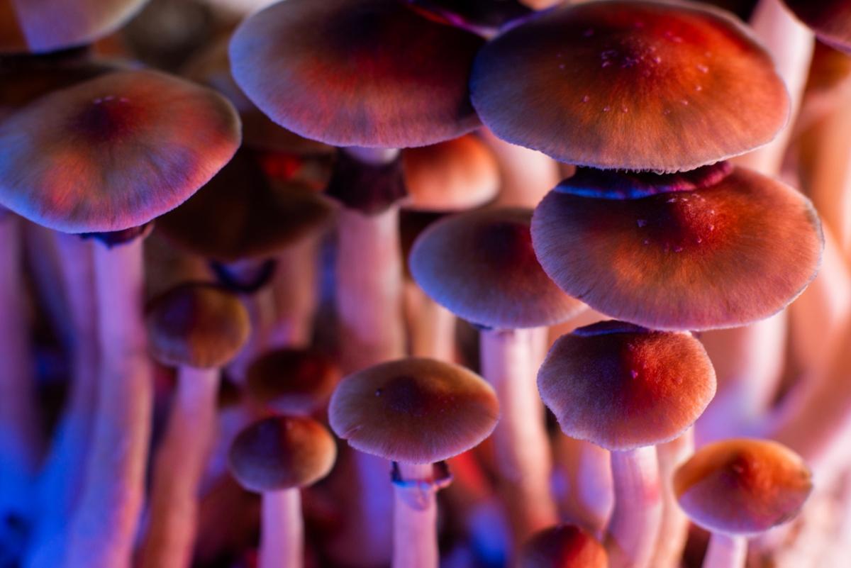 large pinkish psychedelic mushrooms