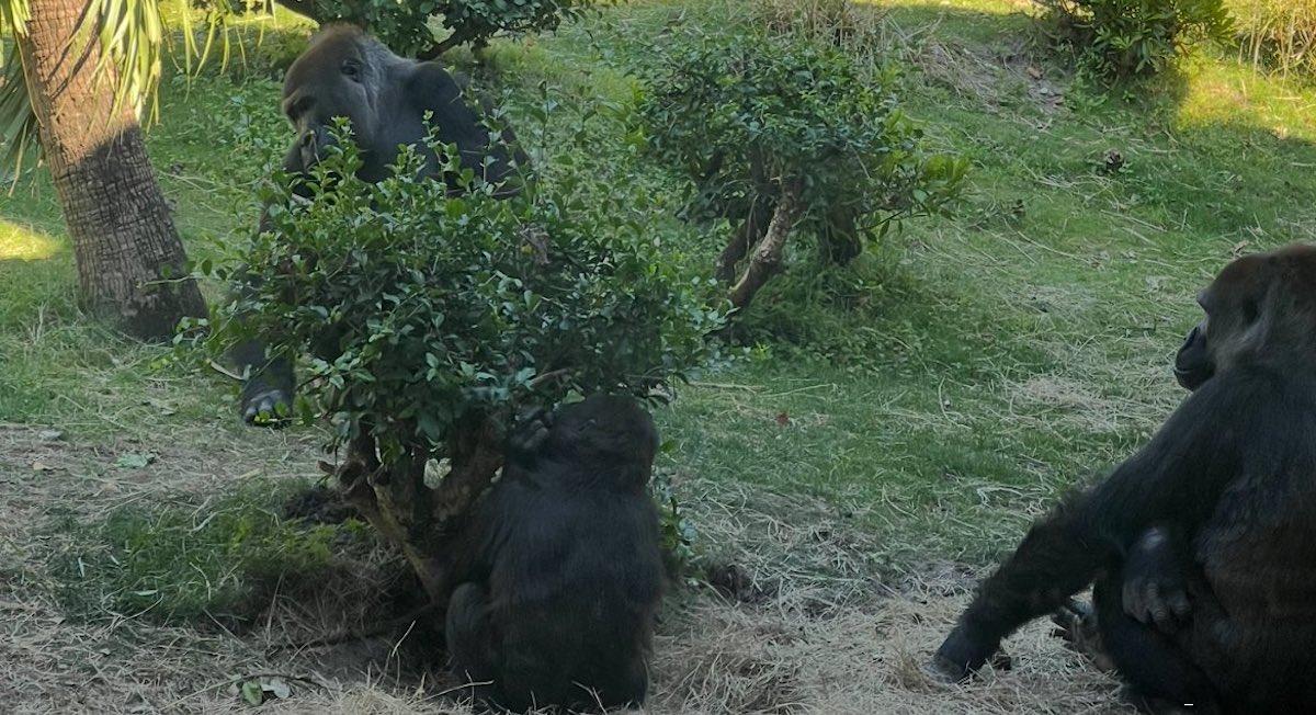 gino gorilla disney