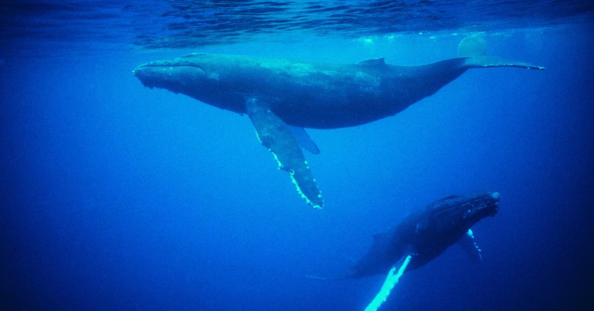 Whales swimming in the ocean