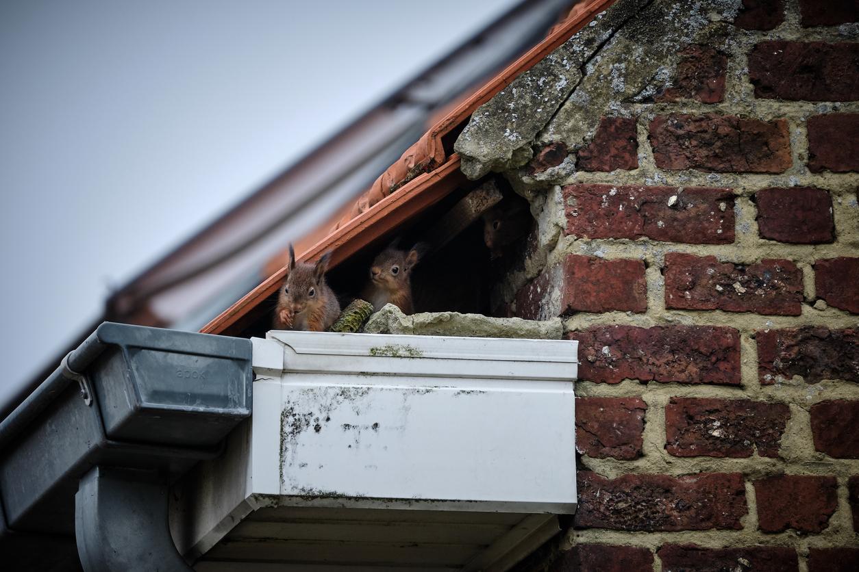 Squirrels appear from a hole in a roof that leads to the attic in the home.