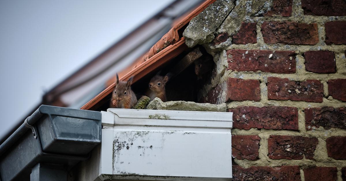 How to Drive Squirrels Out of Your Attic — Humanely