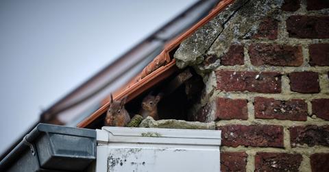 Squirrels appear from a hole in a roof that leads to the attic in the home.