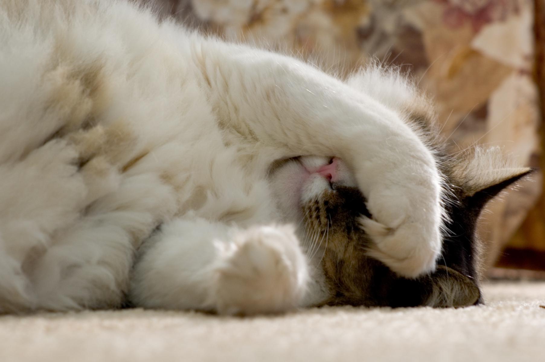 A small cat with his belly exposed places a curled paw over his face while sleeping.