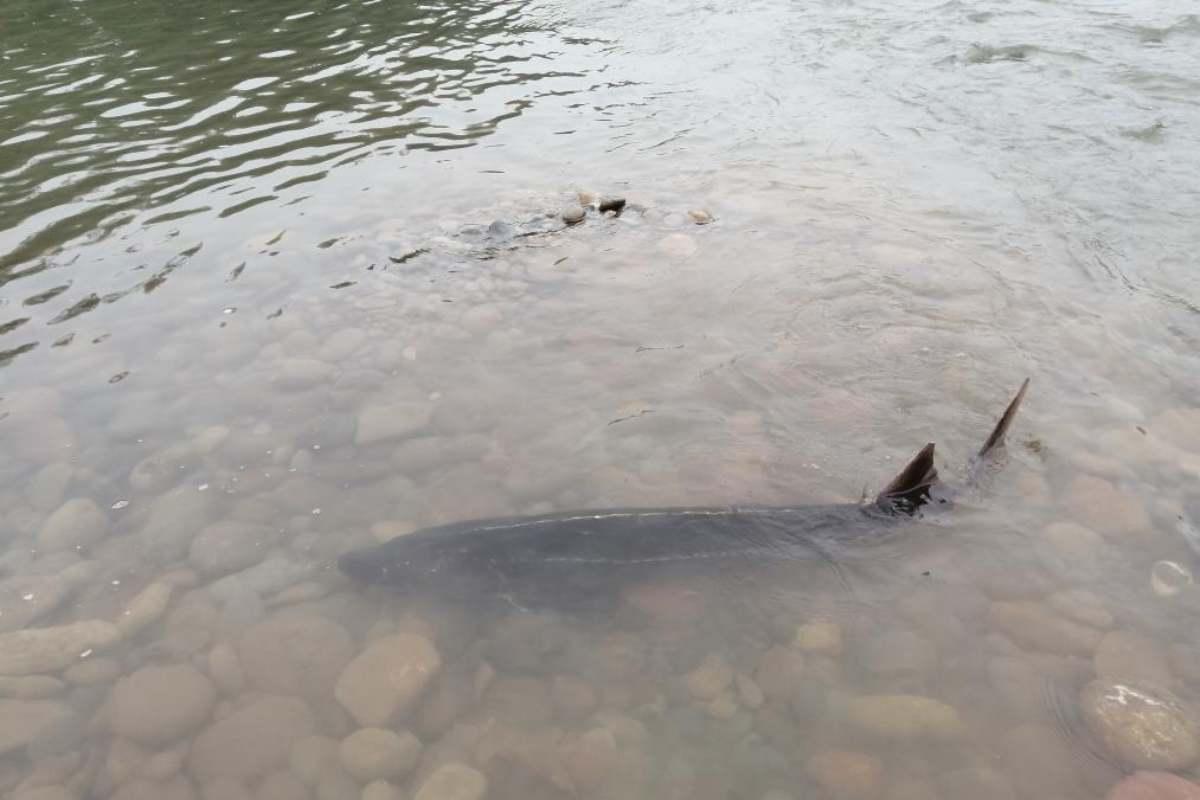 pn/ccd bec a  caabec