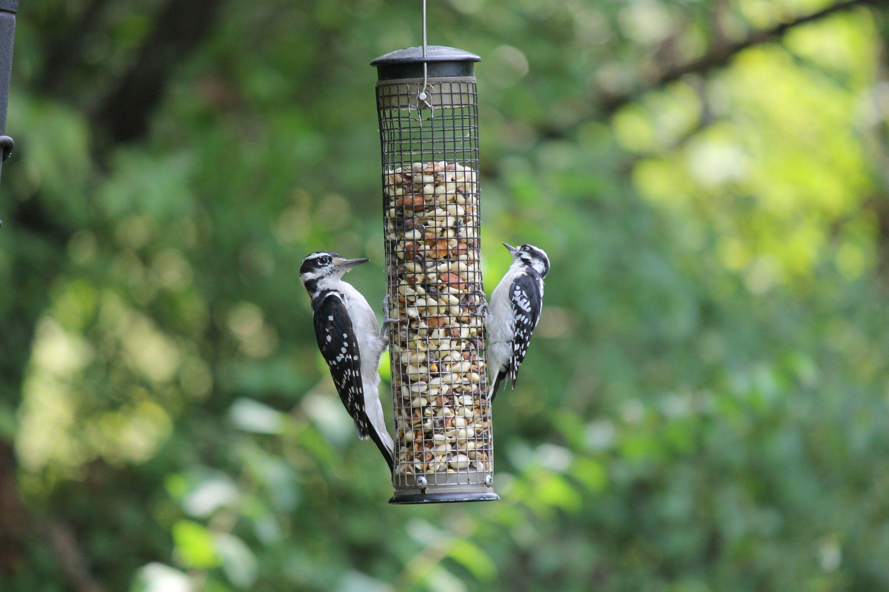 Two birds perch on a wired bird feeder hanging from a tree as the birds peck at bird seeds.