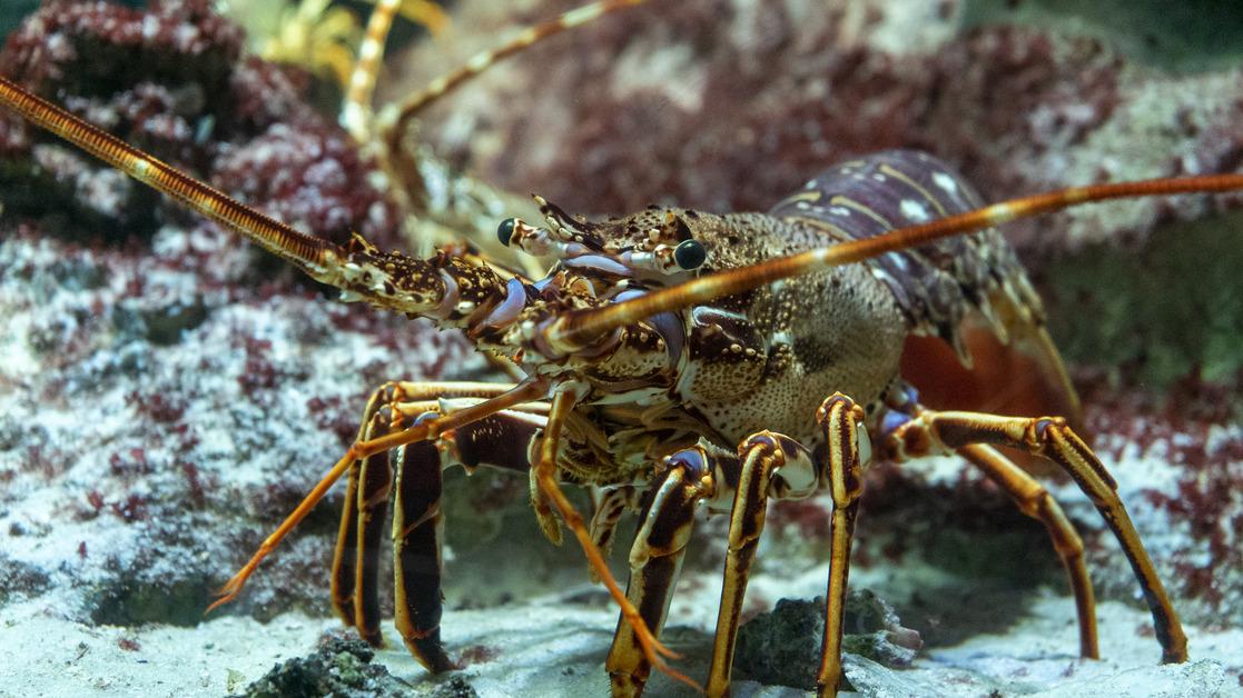 A red lobster from the Mediterranean Sea stands on sand underwater surrounded by rocks. 