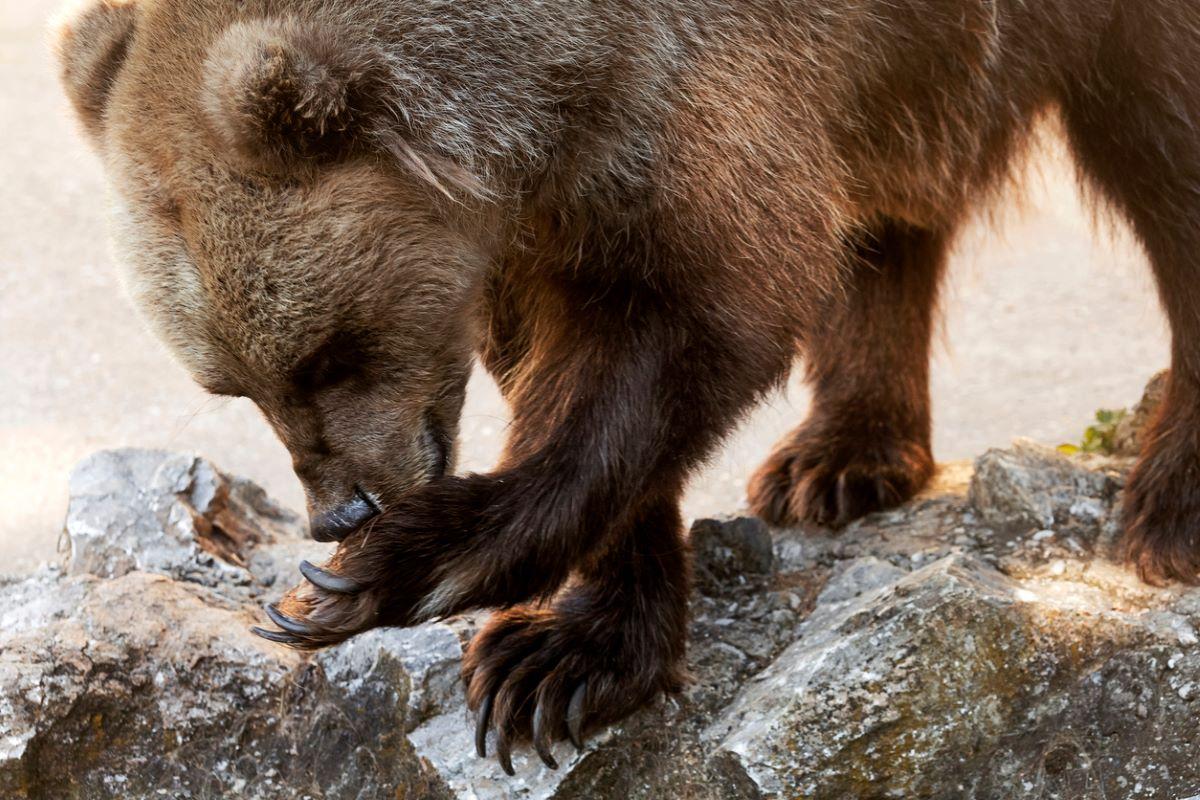 Brown bear cub licks something off their claws. 