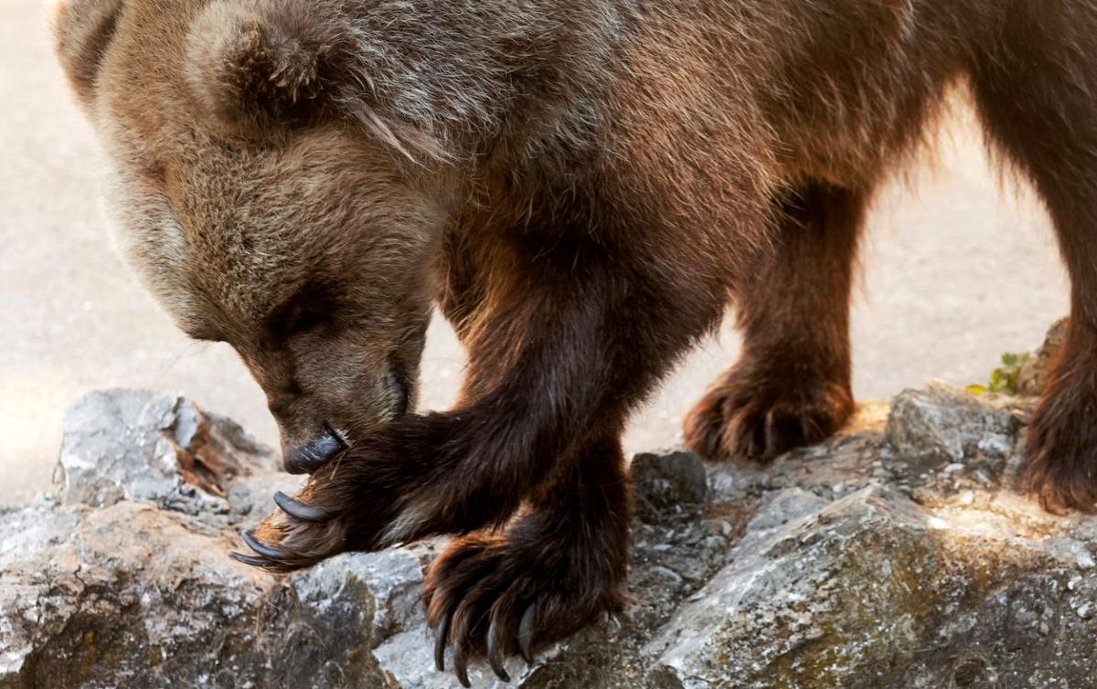 What's the Difference Between Black Bears vs. Grizzly Bears?