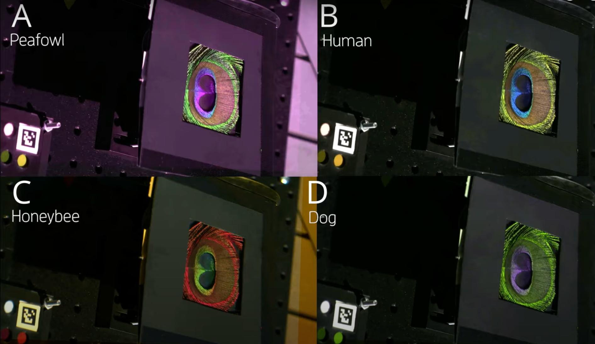 Four images depict the difference in vision between different animals and a human.