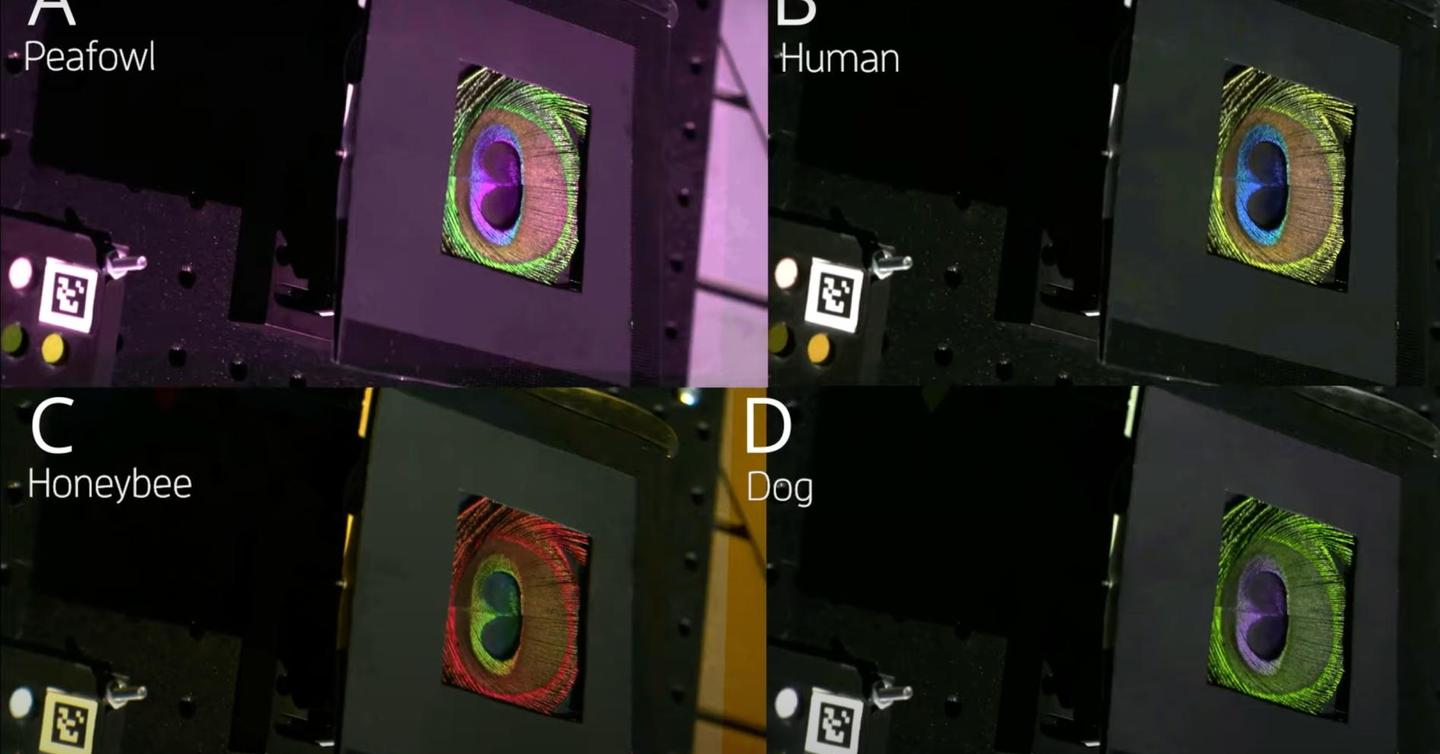 Scientists Develop Camera to Record How Animals See Color