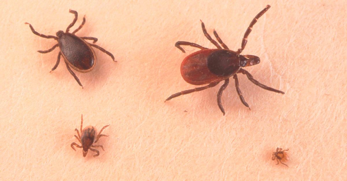 Lyme Disease