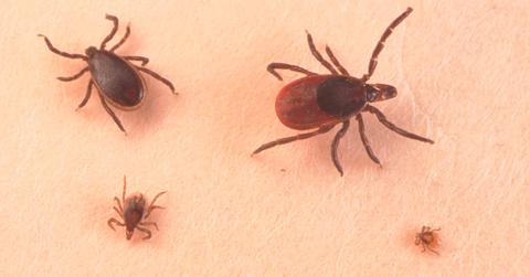 Lyme Disease