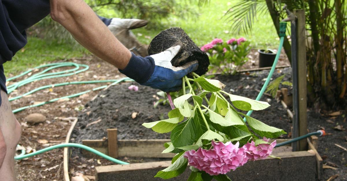 hydrangea care