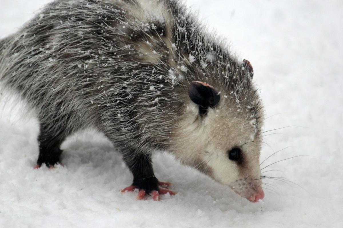 Close-up of opossum in the snow.