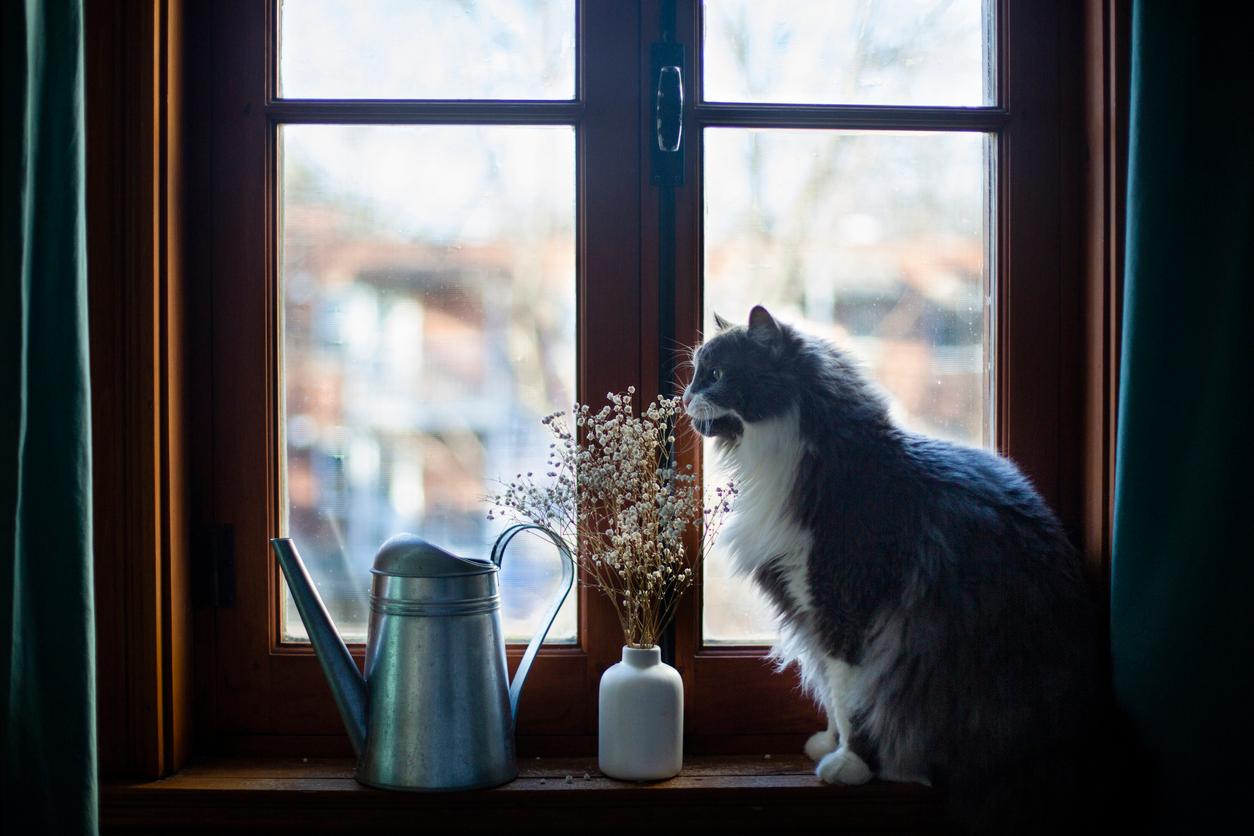 A cat on a windowsill smells a bunch of Baby’s Breath flowers, which the ASPCA lists as non-toxic to cats.