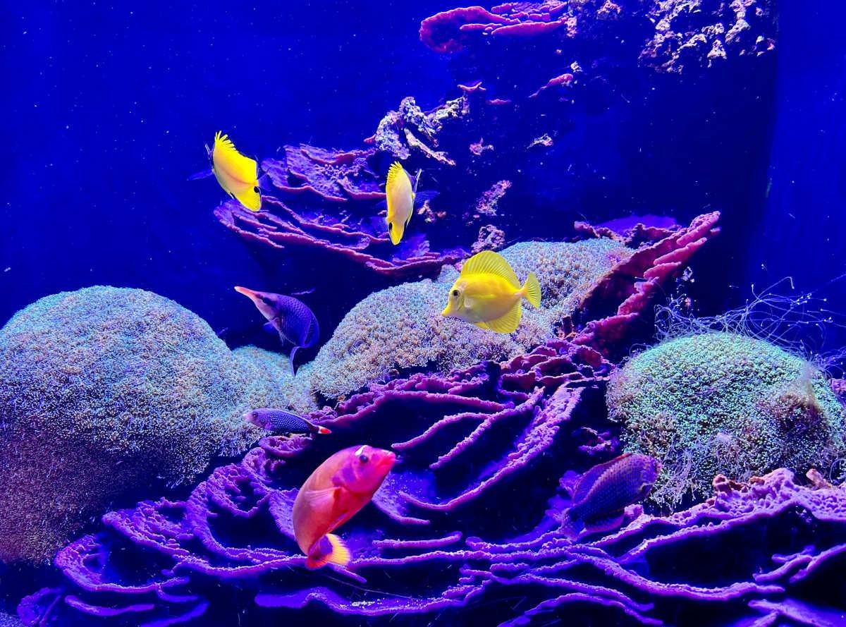 pn/ded a fa bcf dcfcbcf