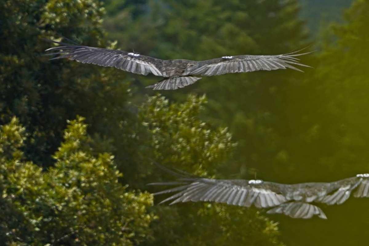 pn/df dfc e ac bbdfeff