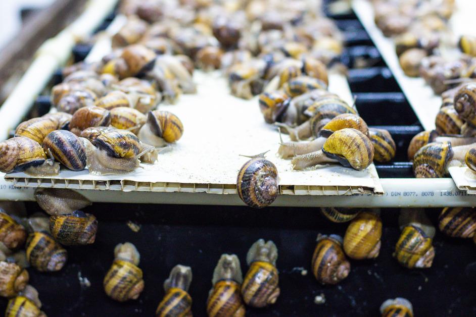 A shelf of a snail farm where edible snails are grown. 