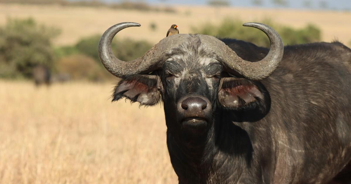 A Cape buffalo basks in the sun while a bird sits on his head