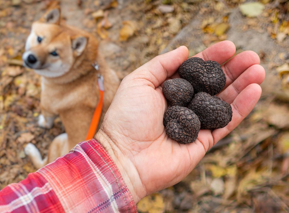 A man holds four truffles in his hand above a dog on a leash.