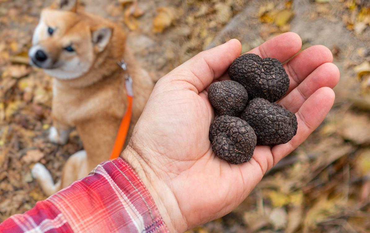 Unpacking the Reason Why Truffles Are so Expensive