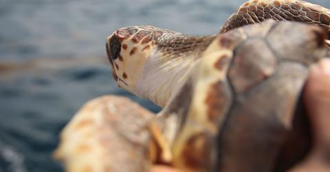 National Wildlife Day