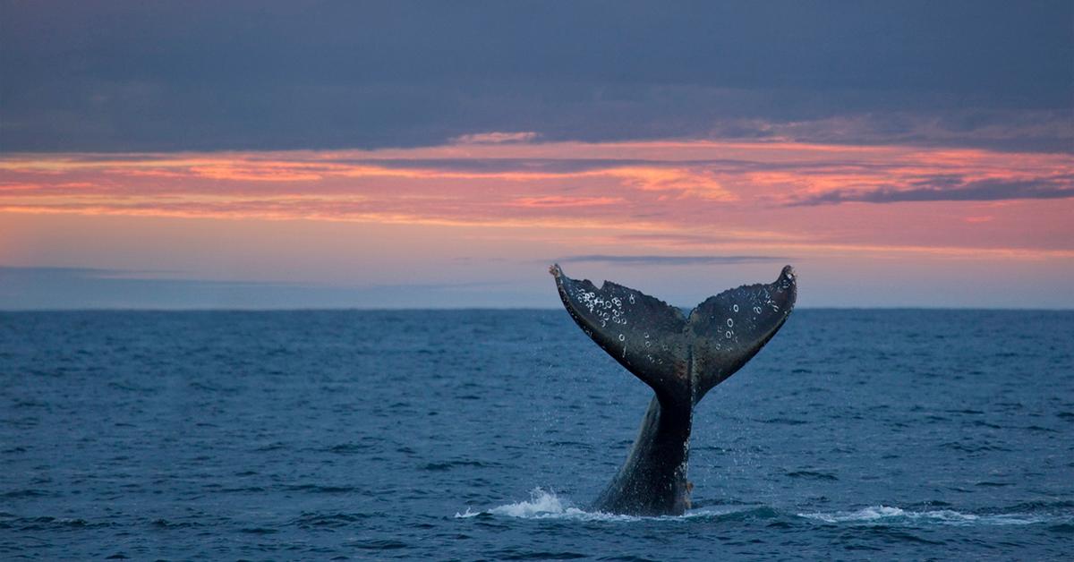 Why Do Whales Beach?