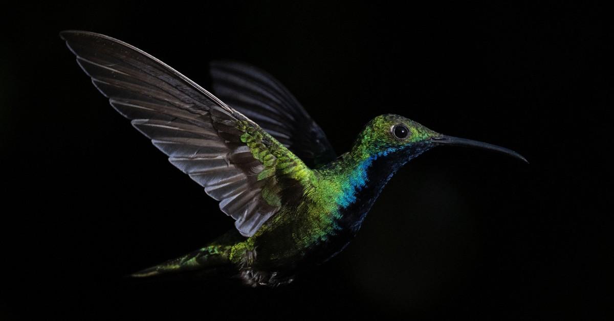 Hummingbird in flight