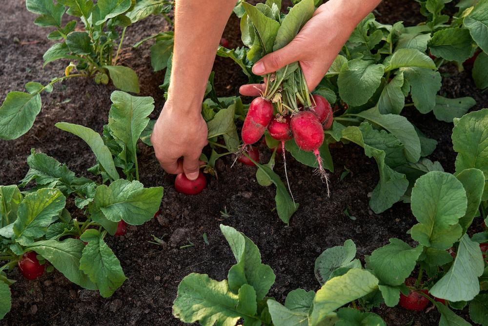 Hands picking radishes in soil. 
