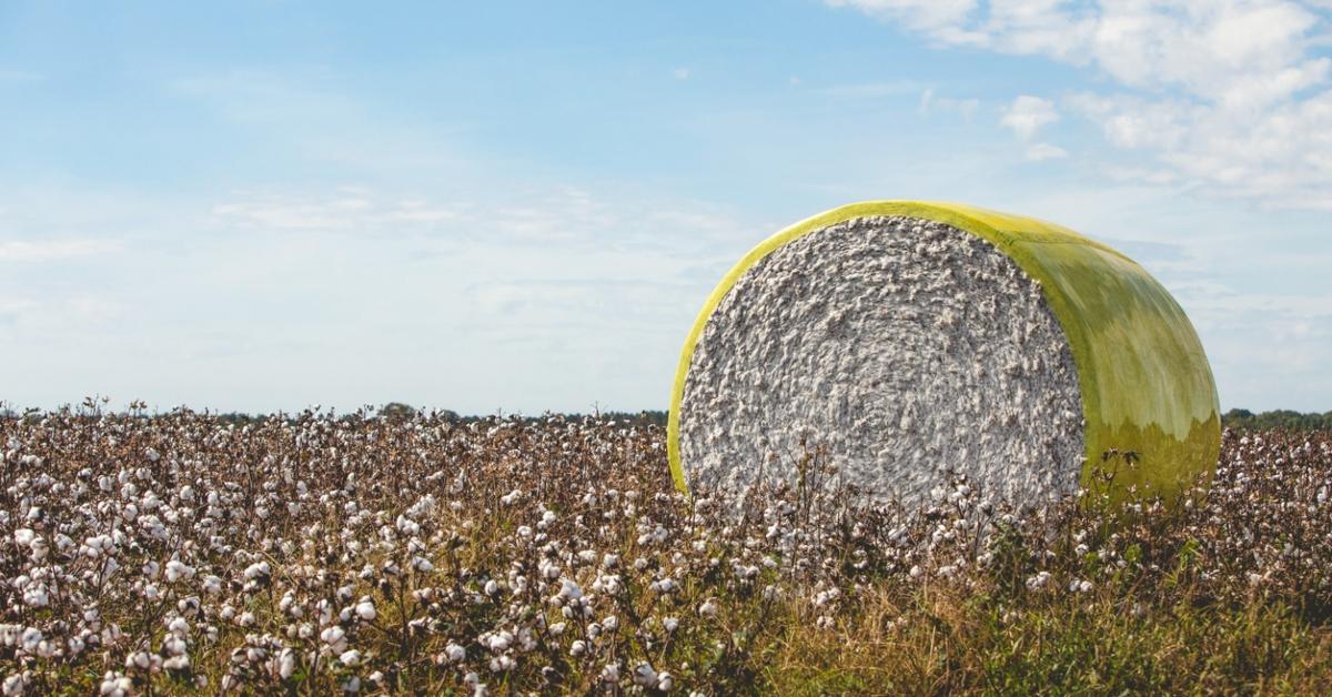 A photo of a cotton farm on a sunny day with a rolled bail of cotton wrapped in yellow plastic.