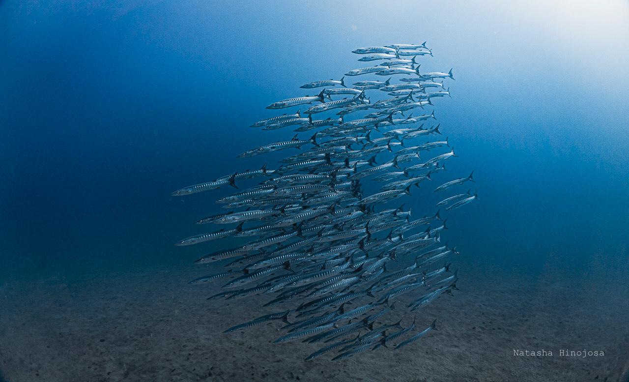 Fish are pictured swimming in the Gulf of Panama.