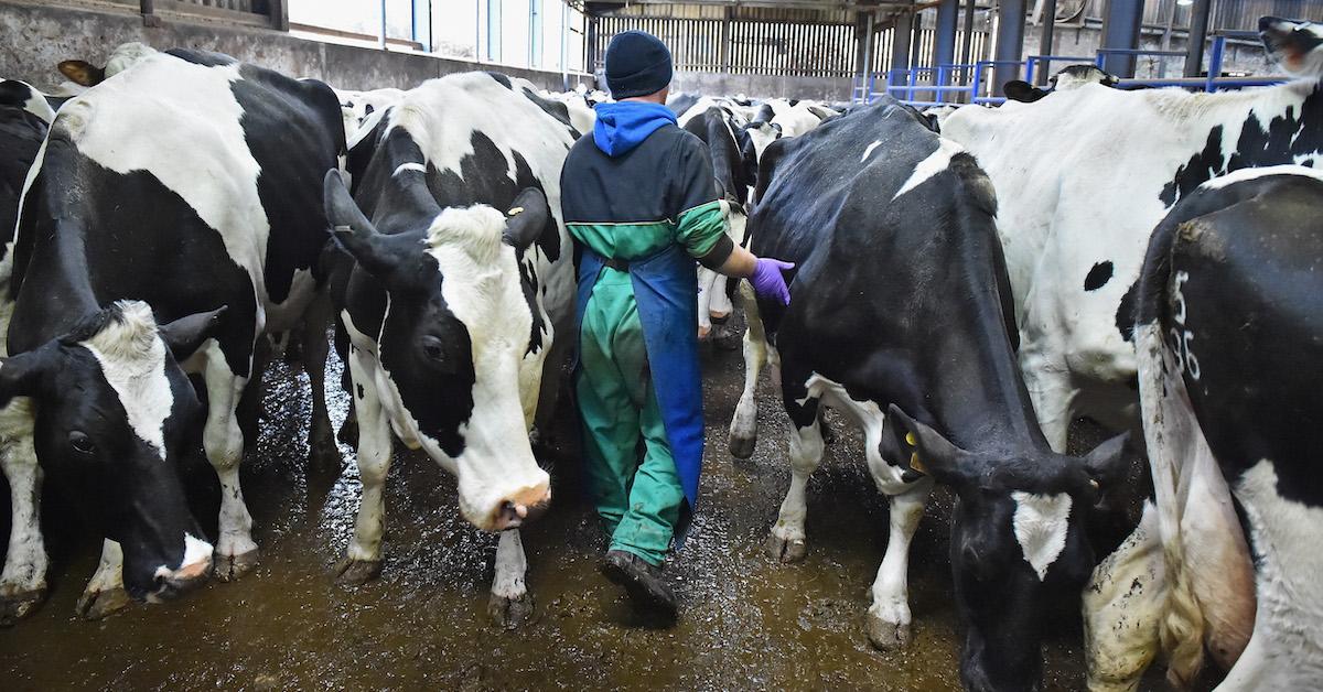 Morrisons Milk Sniff Test