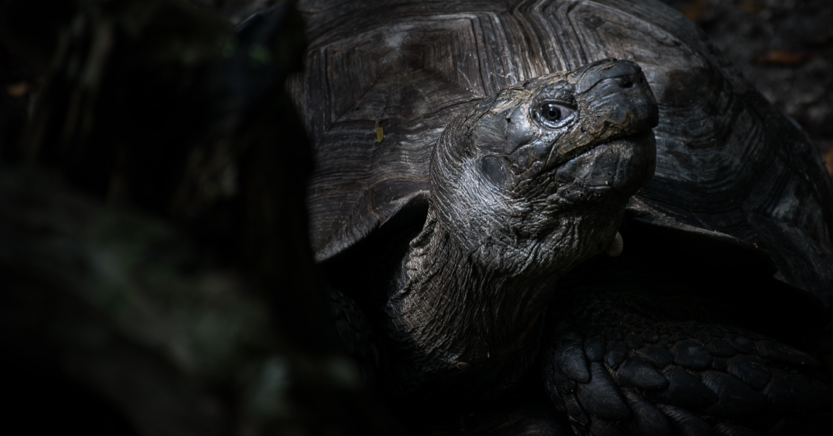 A closeup of a turtle's profile