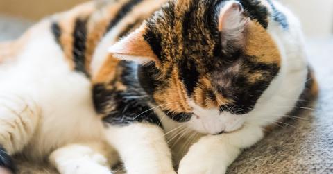 why does my cat drool when i pet him