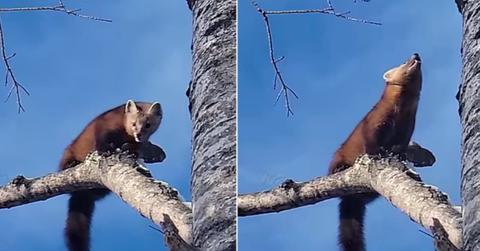 The endangered American marten was spotted sitting on a tree branch in Wisconsin. (Cover Image Source: Facebook | @Wisconsin Department of Natural Resources/Alexander Streitz)