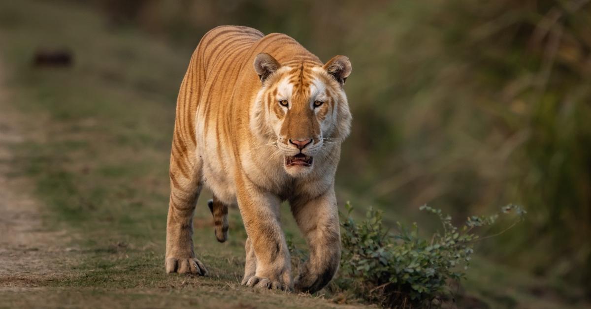 Rare golden tiger sighted in Kaziranga National Park