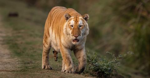 Rare golden tiger sighted in Kaziranga National Park